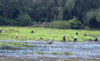 Độc đáo lễ hội “phá trằm” lội bùn bắt cá ở Quảng Trị