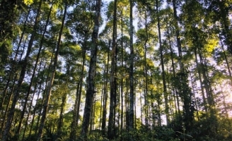 Menard Việt Nam về với rừng